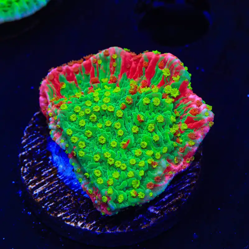 Sunfire Premium Grafted Montipora Cap Coral - TSA Coral