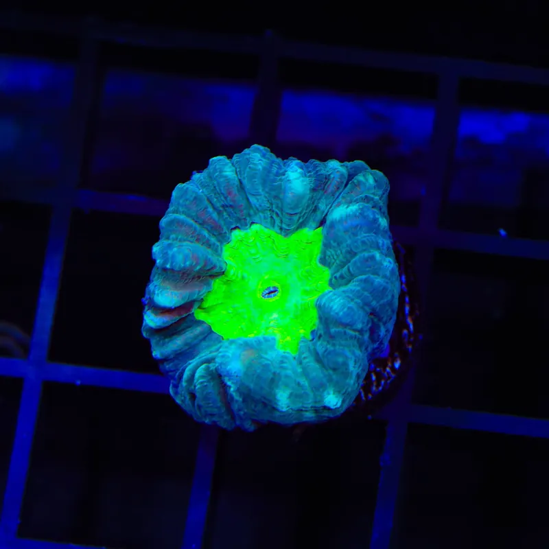 Spooky Candy Cane Coral - TSA Coral