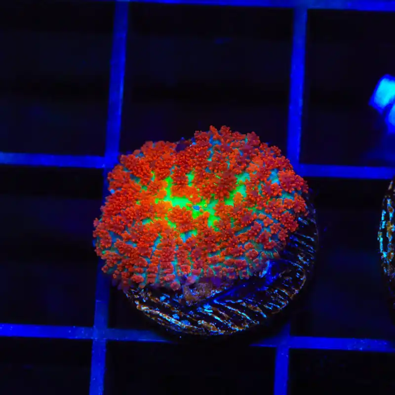 Forest Fire Mushroom Coral - TSA Coral