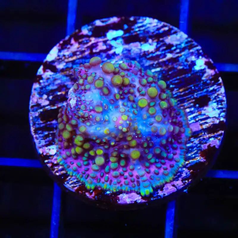 Lava Lamp Mushroom Coral - TSA Coral