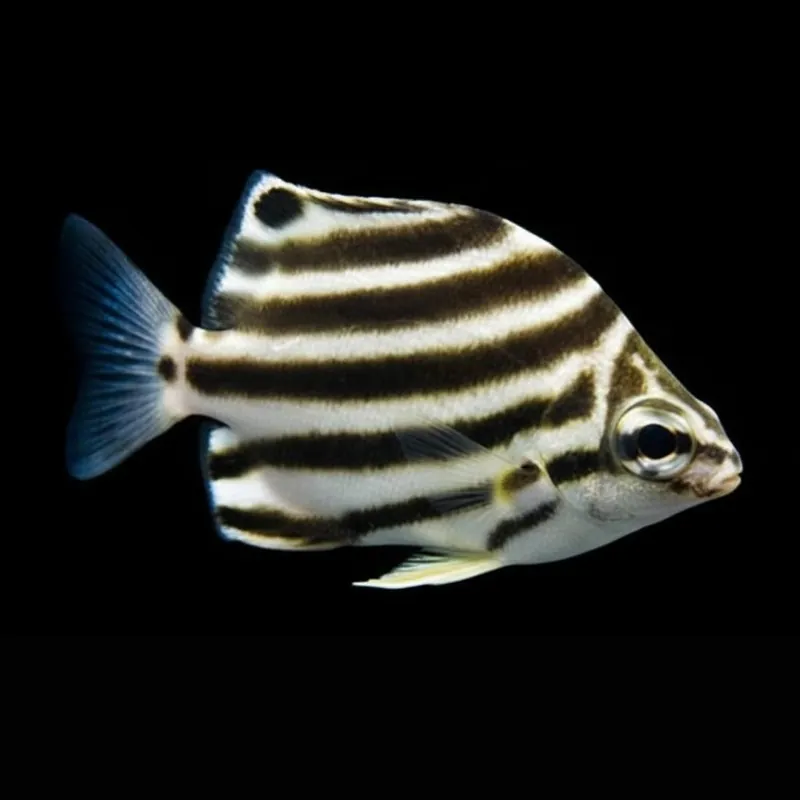Australian Stripey - Microcanthus strigatus