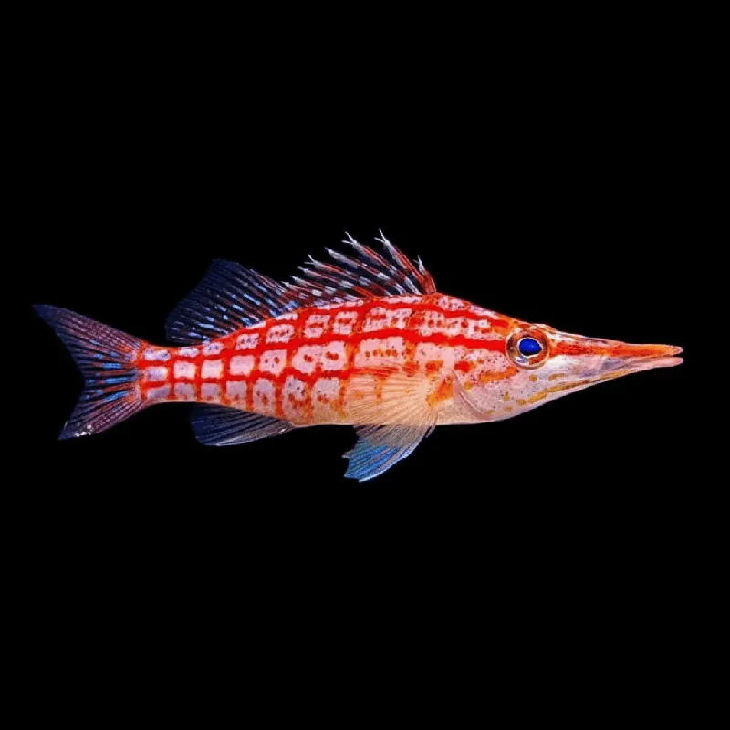 Longnose Hawkfish - Oxycirrhites typus