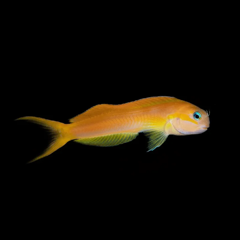 Midas Blenny - Ecsenius midas