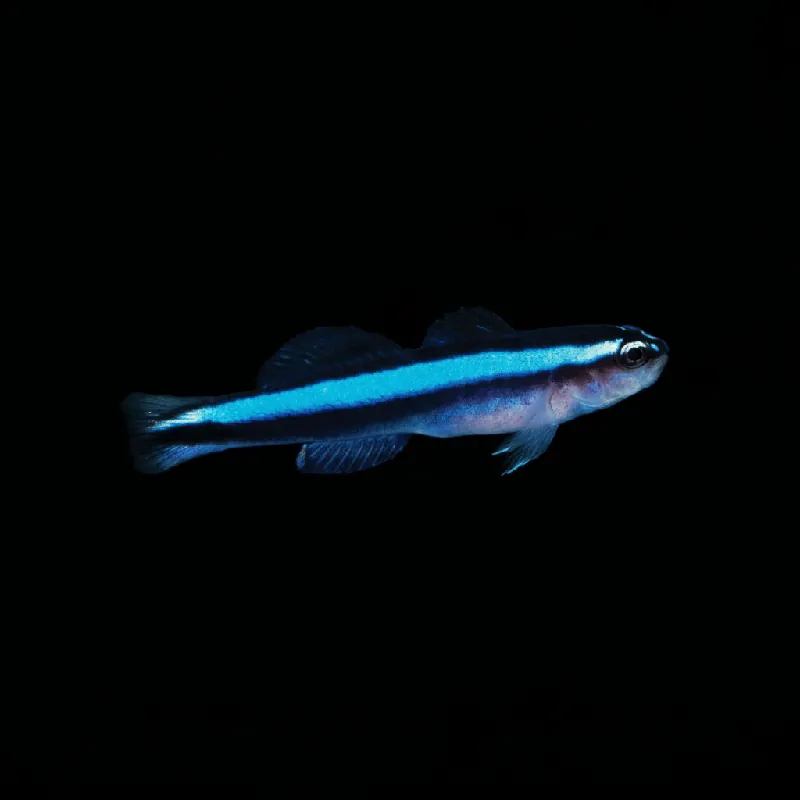 Captive-Bred Blue Line Cleaner Goby - Elactinus oceanops