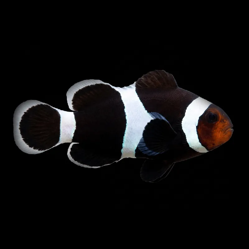 Black Ocellaris Clownfish — Amphiprion ocellaris - TSA Fish