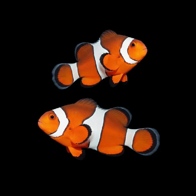 Orange Ocellaris Clownfish — Amphiprion ocellaris - TSA Fish