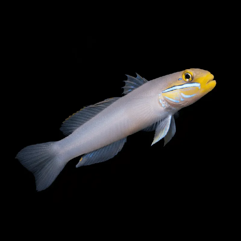 Gold Head Sleeper Goby - Valenciennea strigata