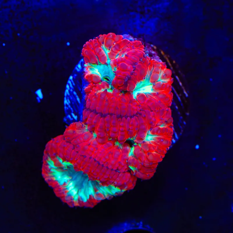 Ultra Blastomussa Coral - Top Shelf Aquatics