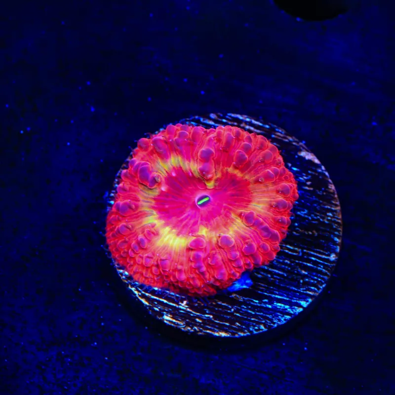Ring of Fire Blastomussa Coral - Top Shelf Aquatics