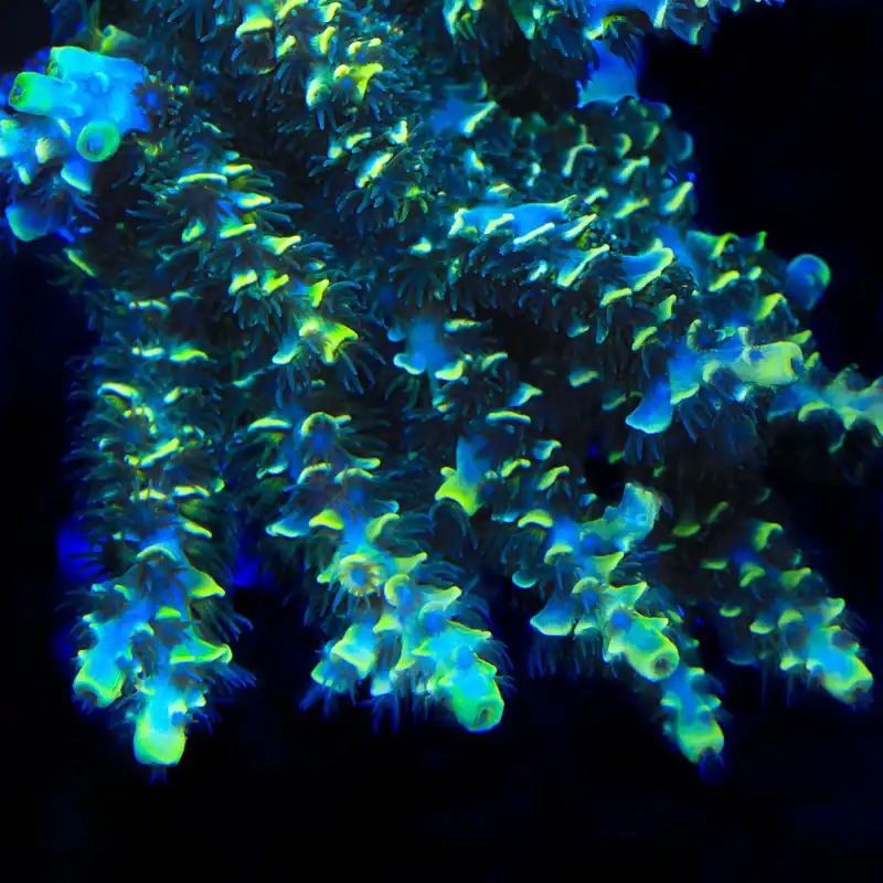 TSA Sour Diesel Malaysian Tenuis Acropora Coral - TSA Coral