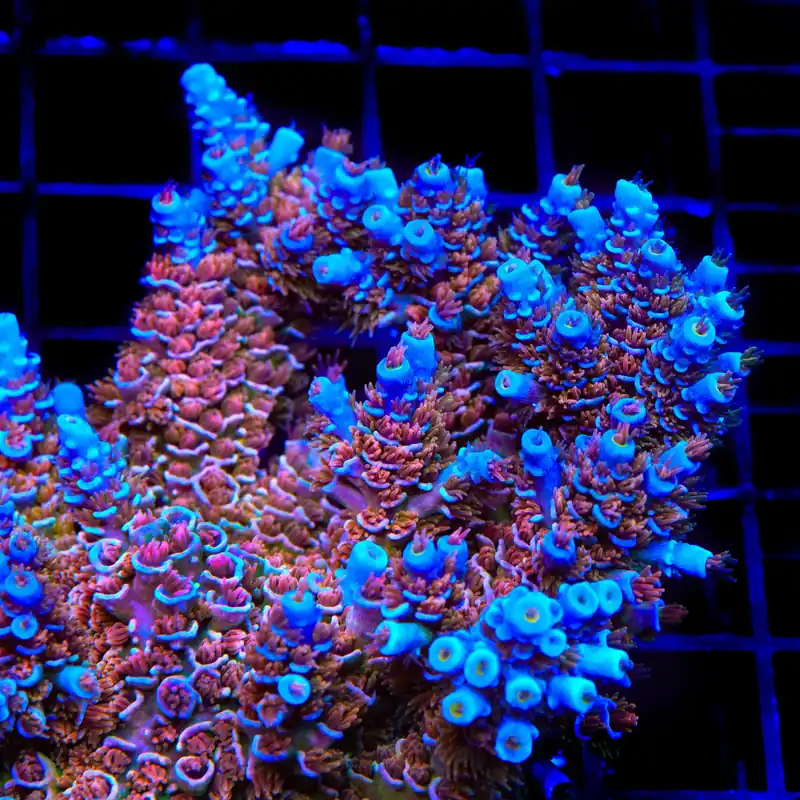 TSA Fire in the Sky Tenuis Acropora Coral - TSA Coral