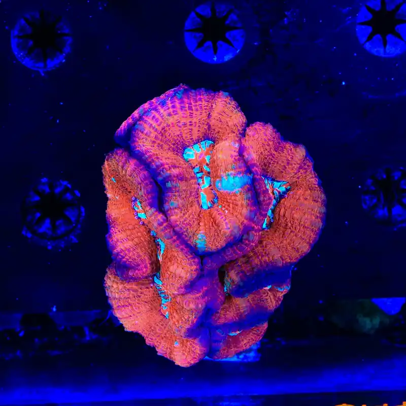 Ultra Acan Colony Coral - Top Shelf Aquatics