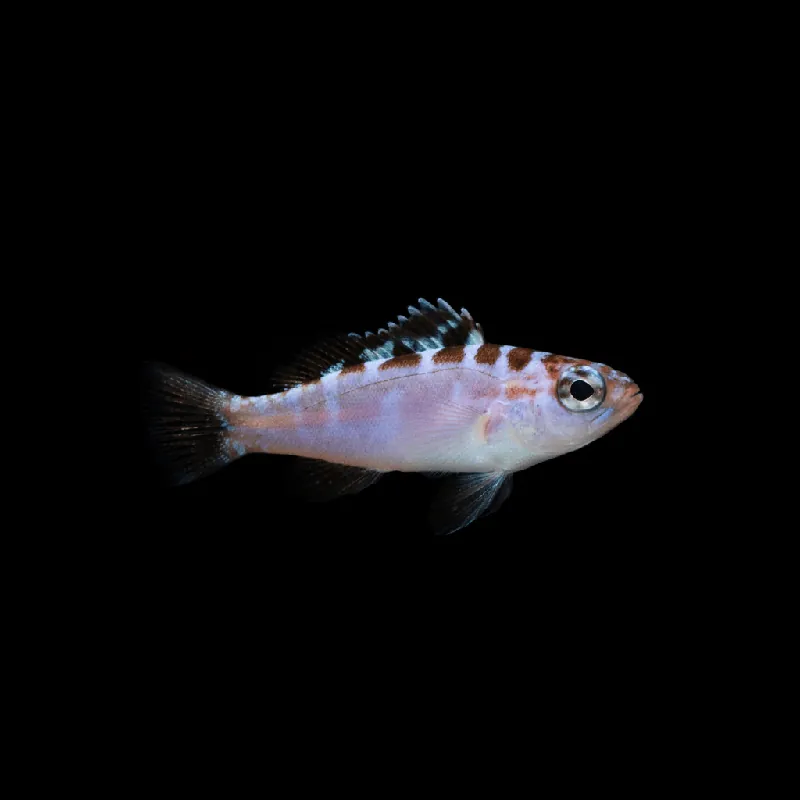 Chalk Basslet - Serranus tortugarum