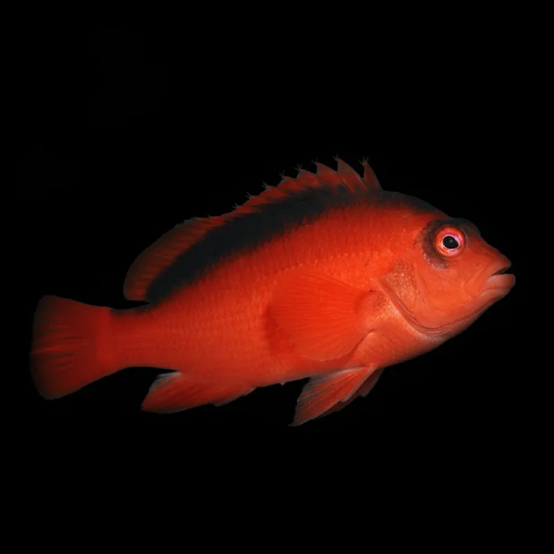 Flame Hawkfish - Neocirrhites armatus