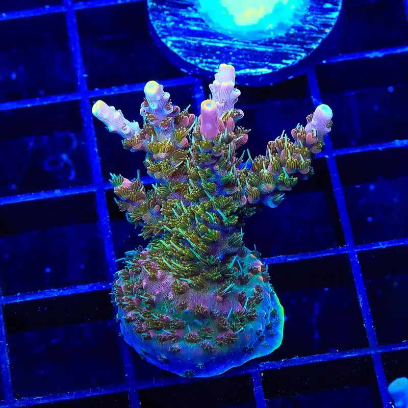 CC Voodoo Majick Acropora XL Frag Coral - Top Shelf Aquatics