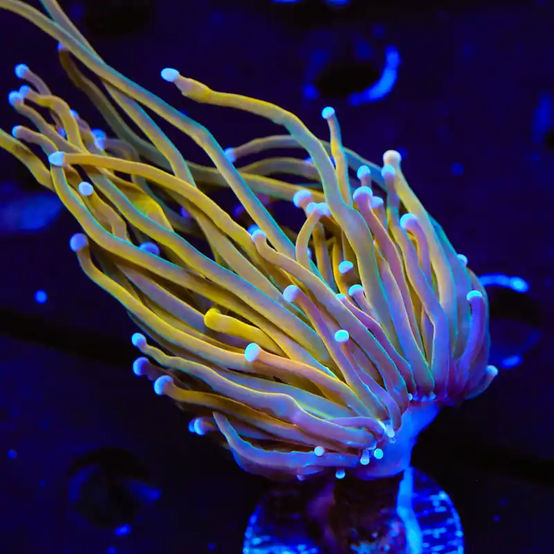 TSA Blowtorch Torch Coral - Top Shelf Aquatics
