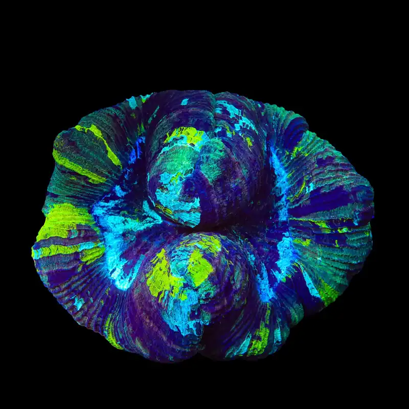 Rainbow Trachyphyllia Coral - Top Shelf Aquatics