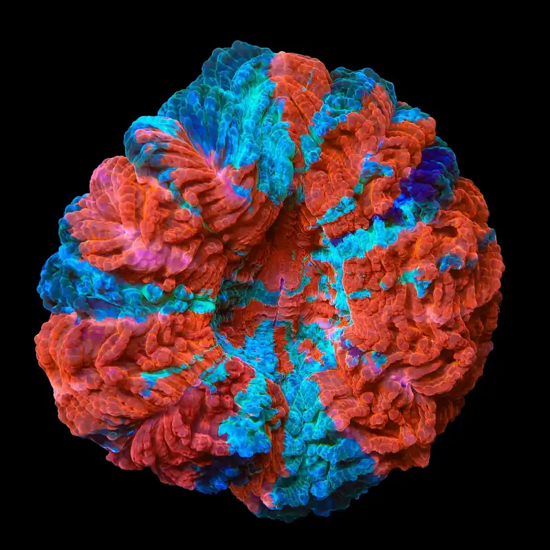 Rainbow Acanthophyllia Coral - Top Shelf Aquatics