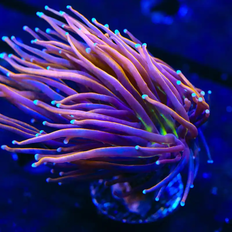 New York Knicks Torch Coral - Top Shelf Aquatics