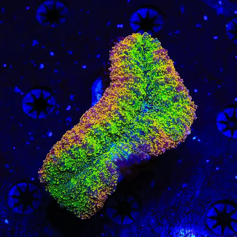 Rainbow lobophyllia Coral - Top Shelf Aquatics