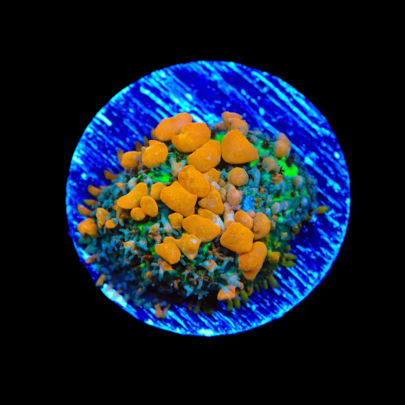 JF Sunkist Bounce Mushroom Coral - TSA Coral