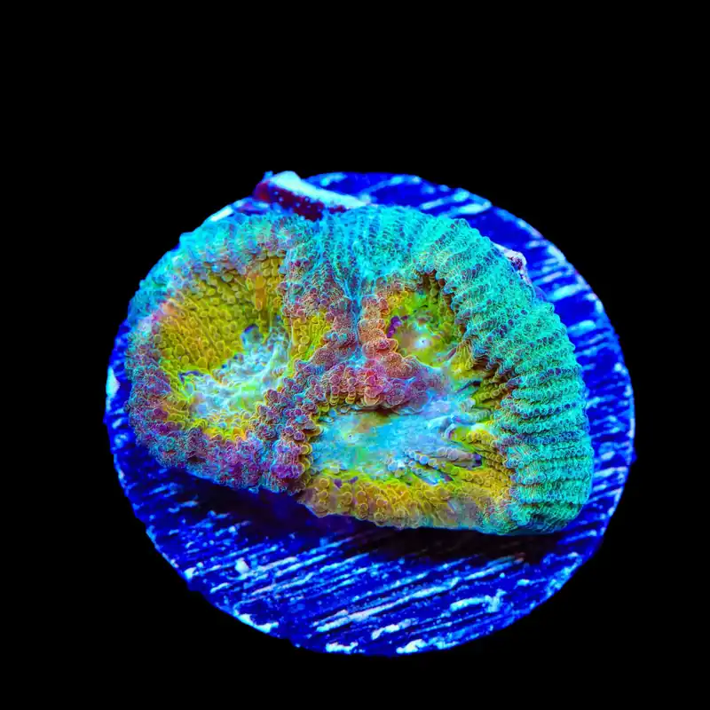 ACI Drunk Monkey Favia Coral - TSA Coral