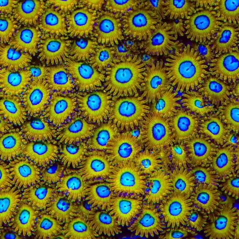 Pikachu Zoanthids Coral - TSA Coral