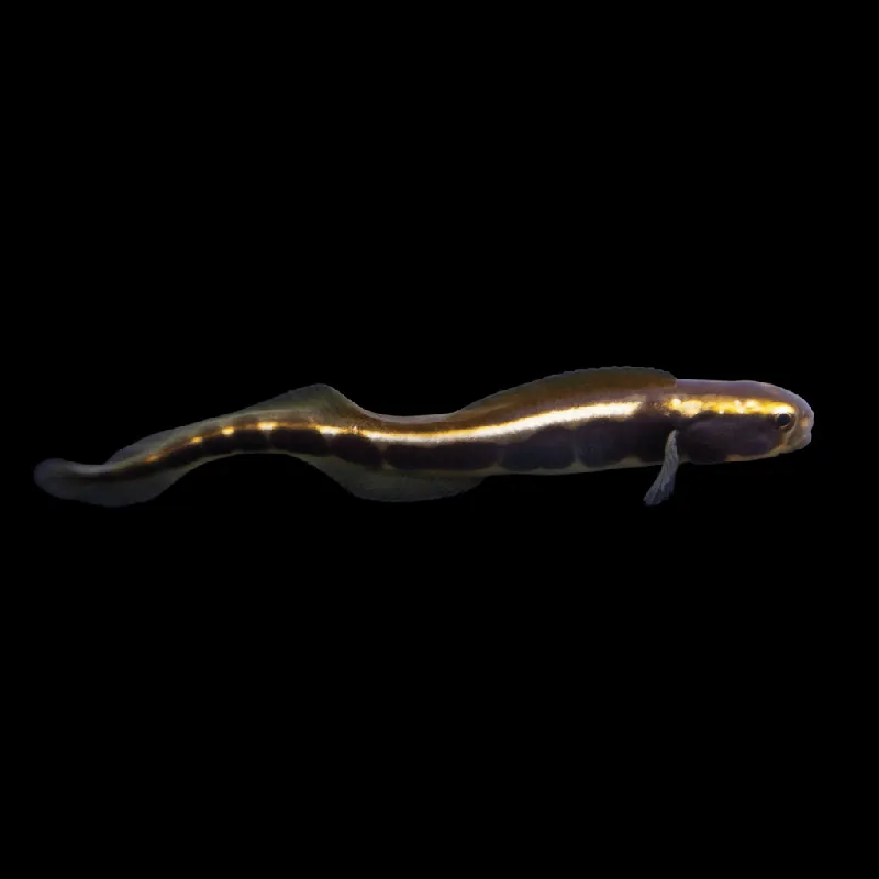 Engineer Goby - Pholidichthys leucotaenia