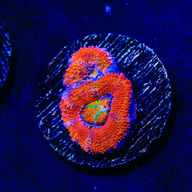 Rainbow Acan Coral - Top Shelf Aquatics