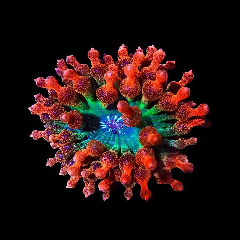 TSA Interstellar Bubble Tip Anemone - TSA Coral
