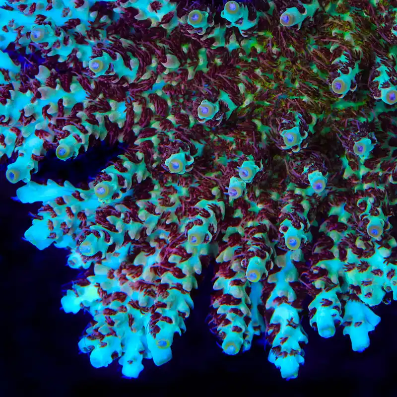 TSA Crayola Twist Acropora Coral - TSA Coral