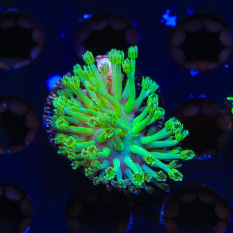 Green Long Polyp Toadstool Leather Coral - TSA Coral