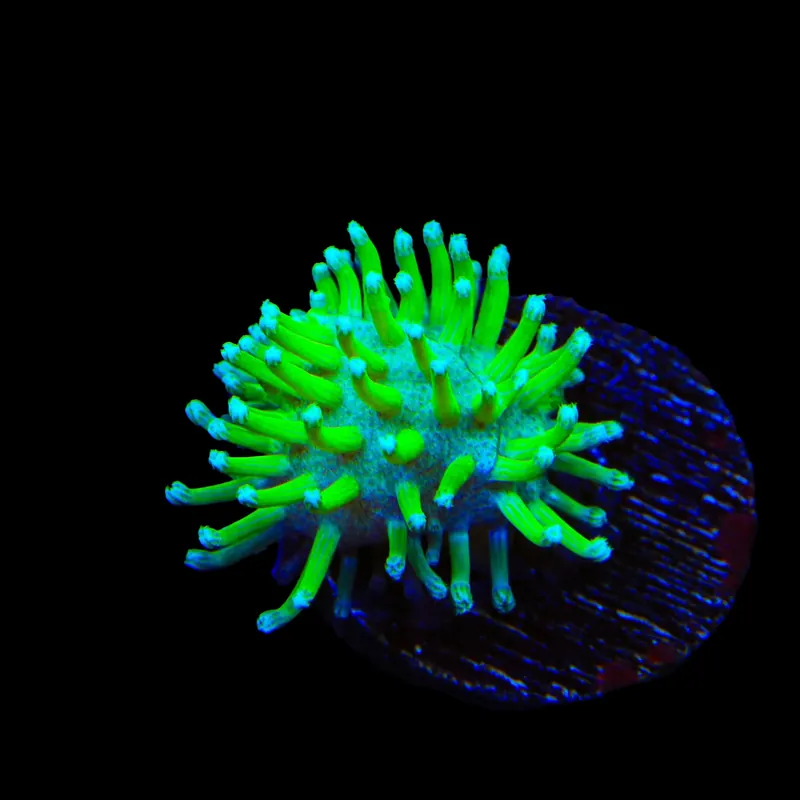 TSA Glowworm Toadstool Leather Coral - TSA Coral