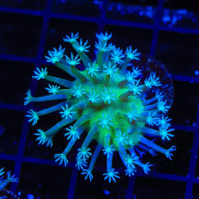Ultra Toadstool Leather Coral - TSA Coral