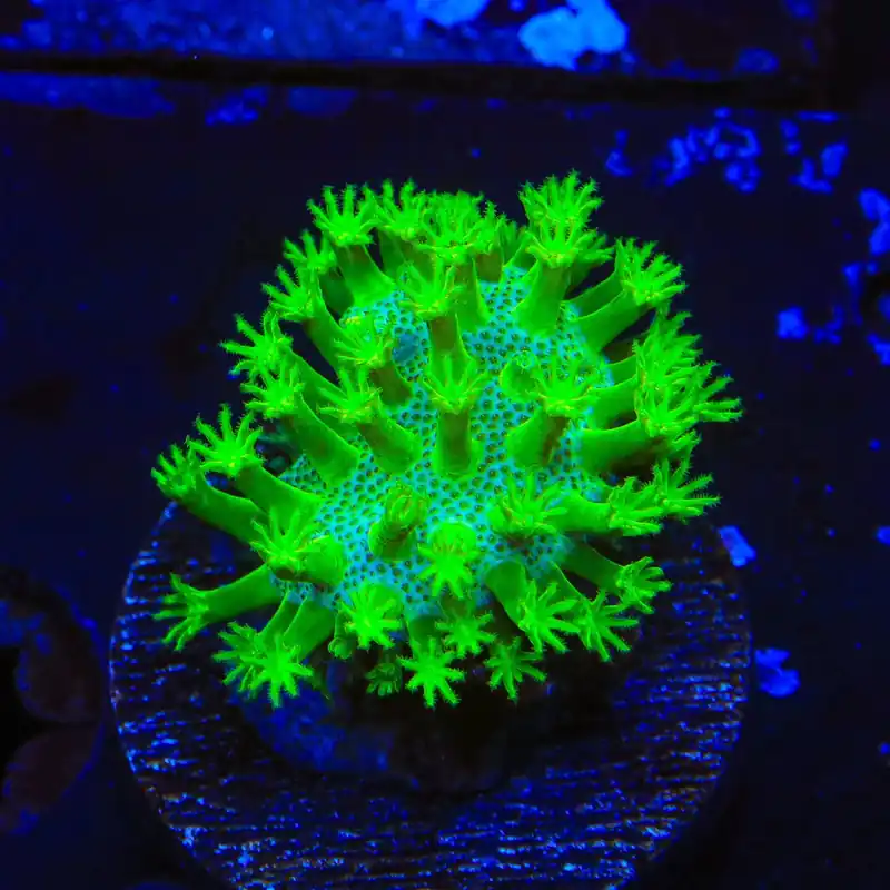 Highlighter Toadstool Leather Coral - TSA Coral