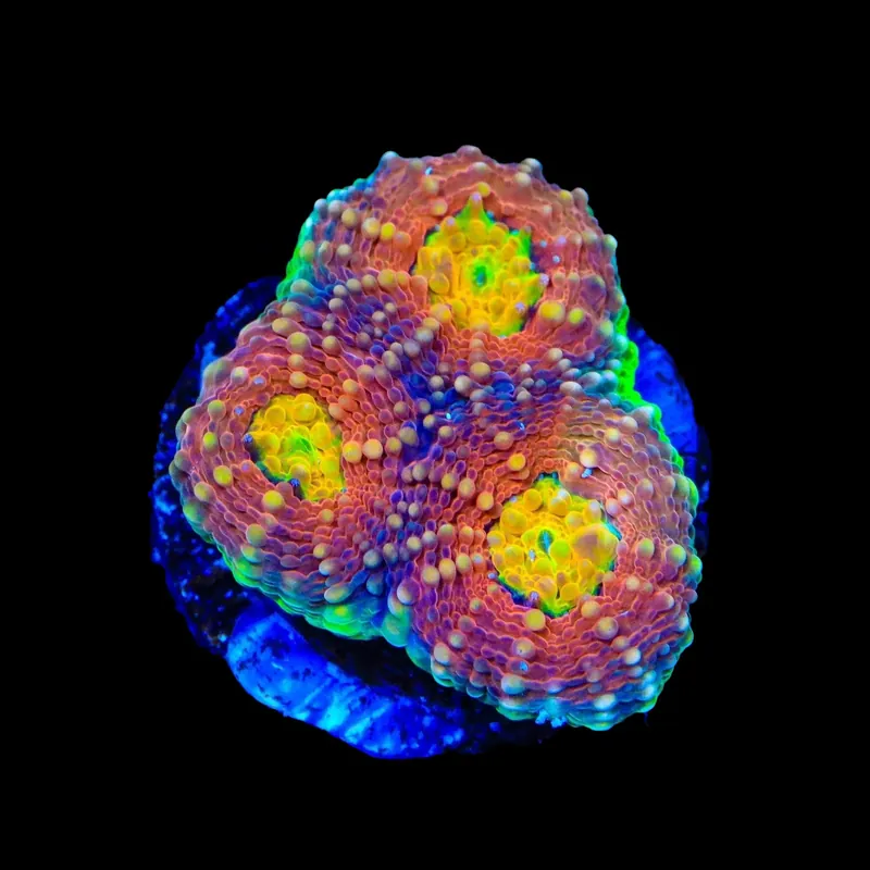 Rainbow Blast Echinata Coral - TSA Coral