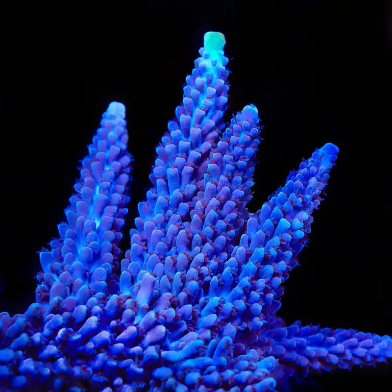 TSA Ernie Hudson Stag Acropora Coral - TSA Coral