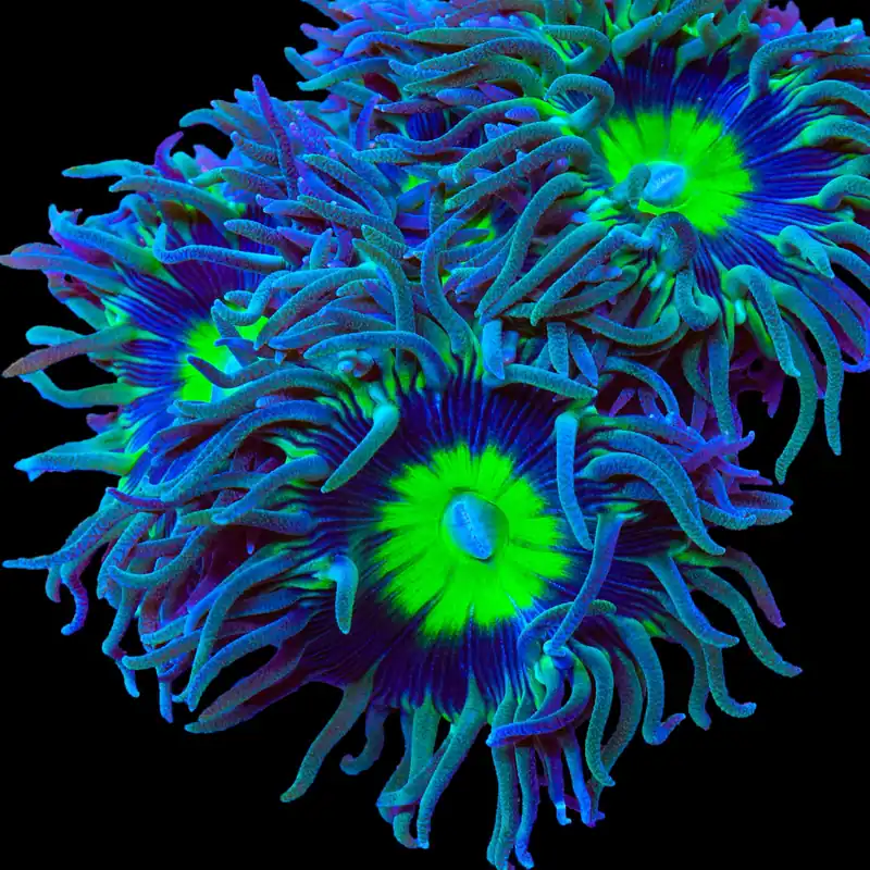 Dream Catcher Duncan Coral - TSA Coral