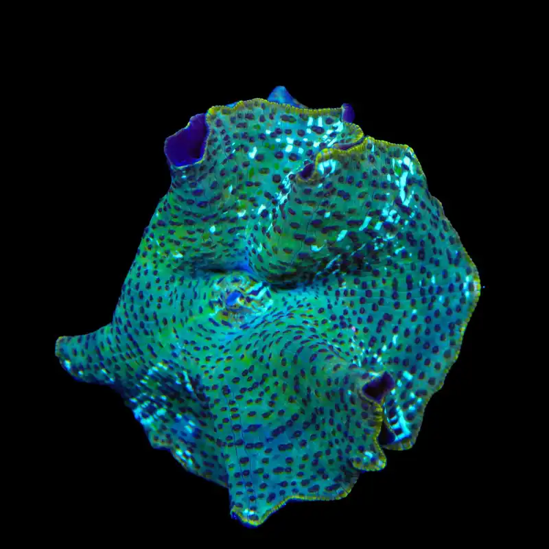 Dream Catcher Mushroom Coral - TSA Coral