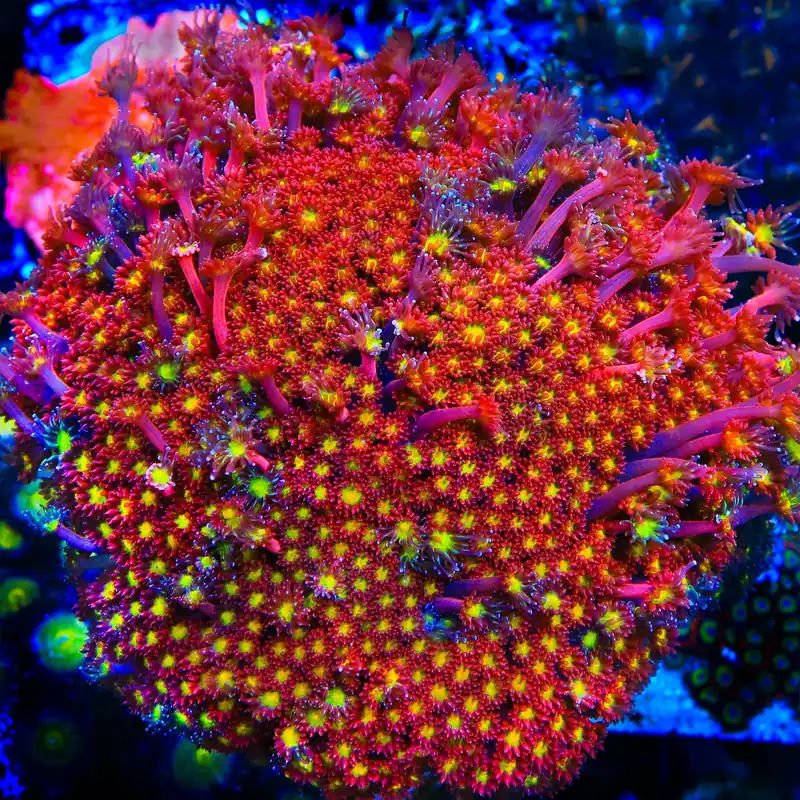 TSA Raspberry Limeade Goniopora Coral - TSA Coral