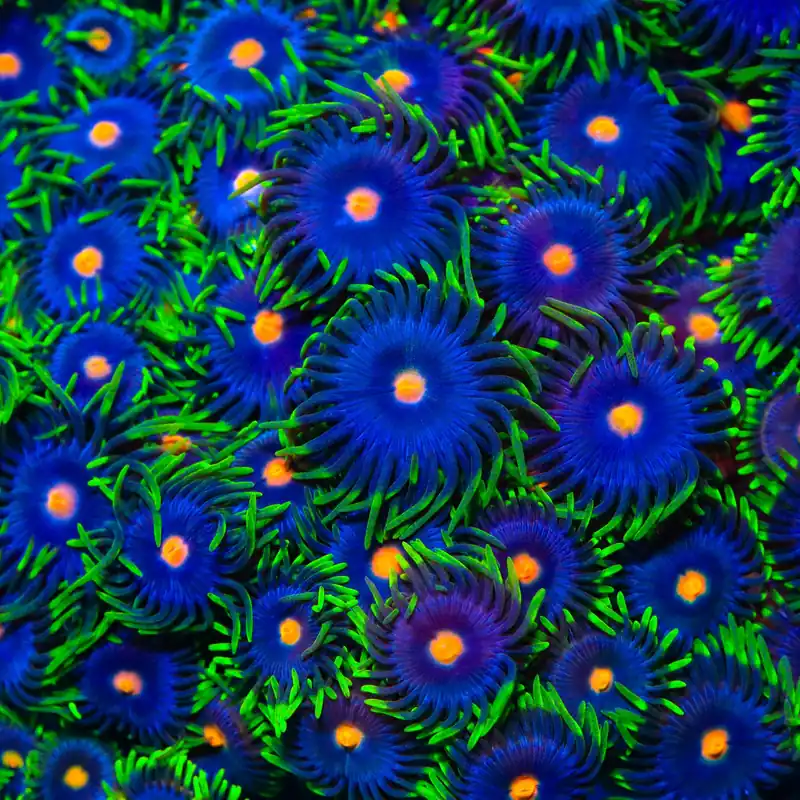 TSA Firefly Zoanthids Coral - TSA Coral