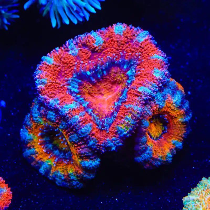 Rainbow Acan Coral - Top Shelf Aquatics