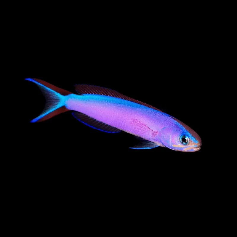 Purple Tilefish - Hoplolatilus purpureus