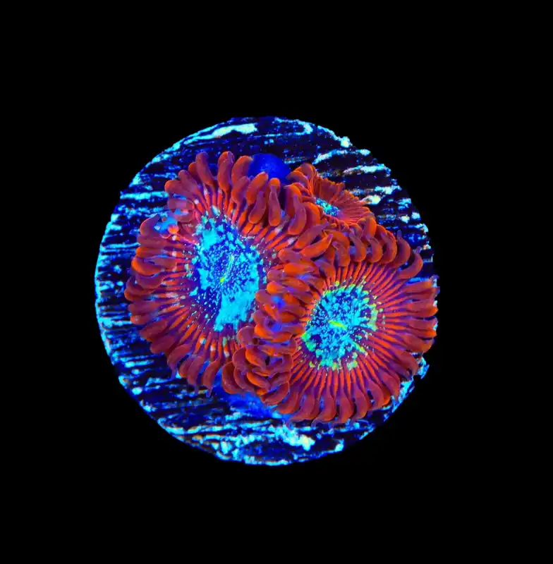 TSA Acid Bath Zoanthids Coral - TSA Coral