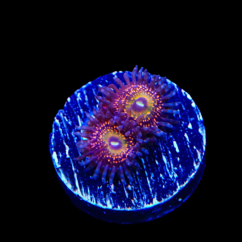 Krak God Zoanthids Coral - TSA Coral