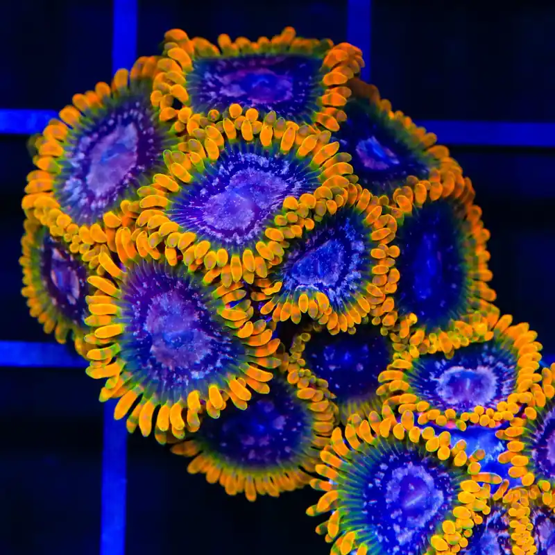 JF Acid Reflux Zoanthids Coral - TSA Coral