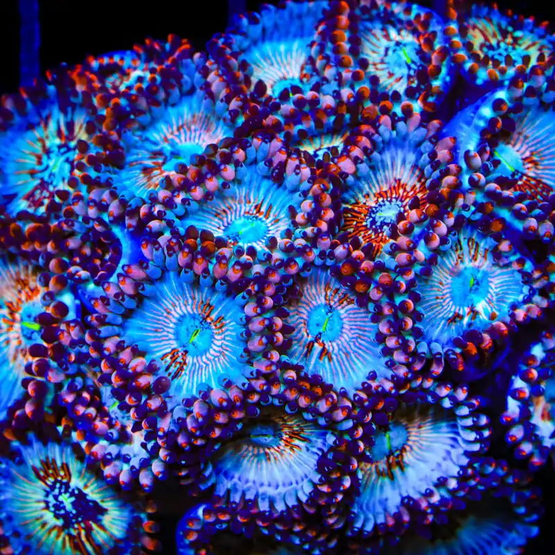 White Zombie Zoanthids Coral - TSA Coral