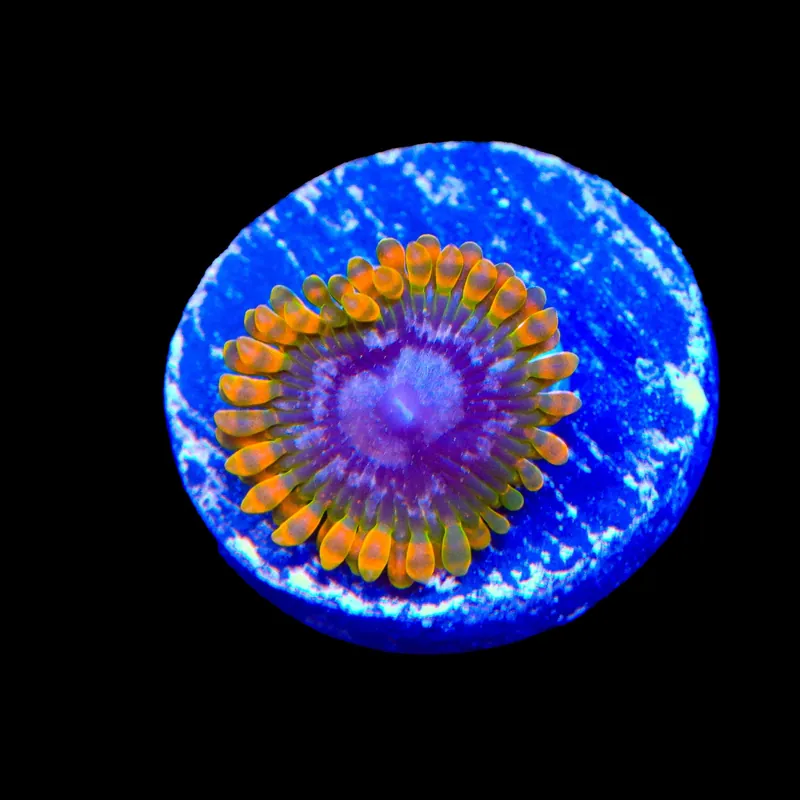 JF Acid Reflux Zoanthids Coral - TSA Coral