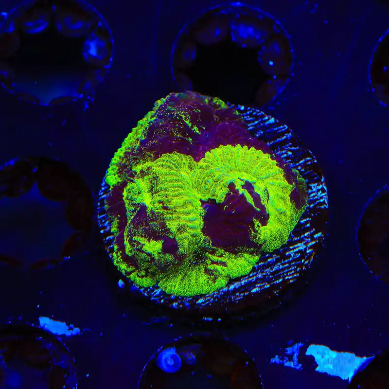 TSA Big Bang Favia Coral - Top Shelf Aquatics