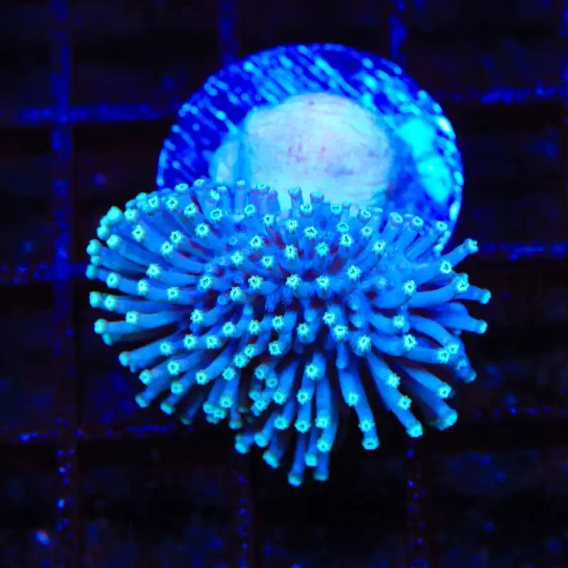 Toadstool Leather Coral - TSA Coral